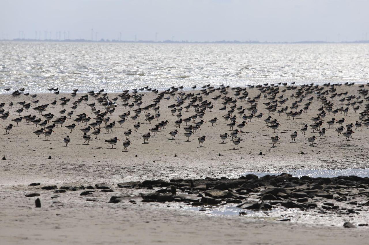 Ferienwohnung Bunte Kuh Wangerooge Esterno foto